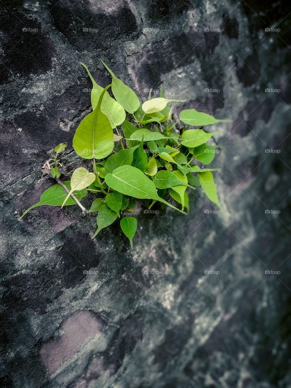 Sacred fig(Pipal) leaf in the wall