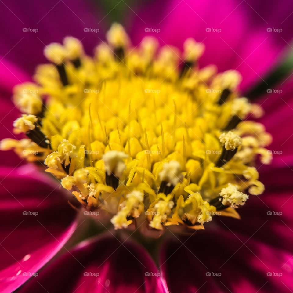 Flower, Nature, Pollen, No Person, Summer