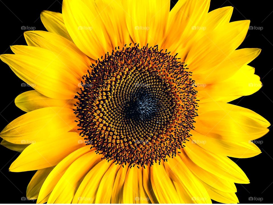 sunflower of indian country patterns image