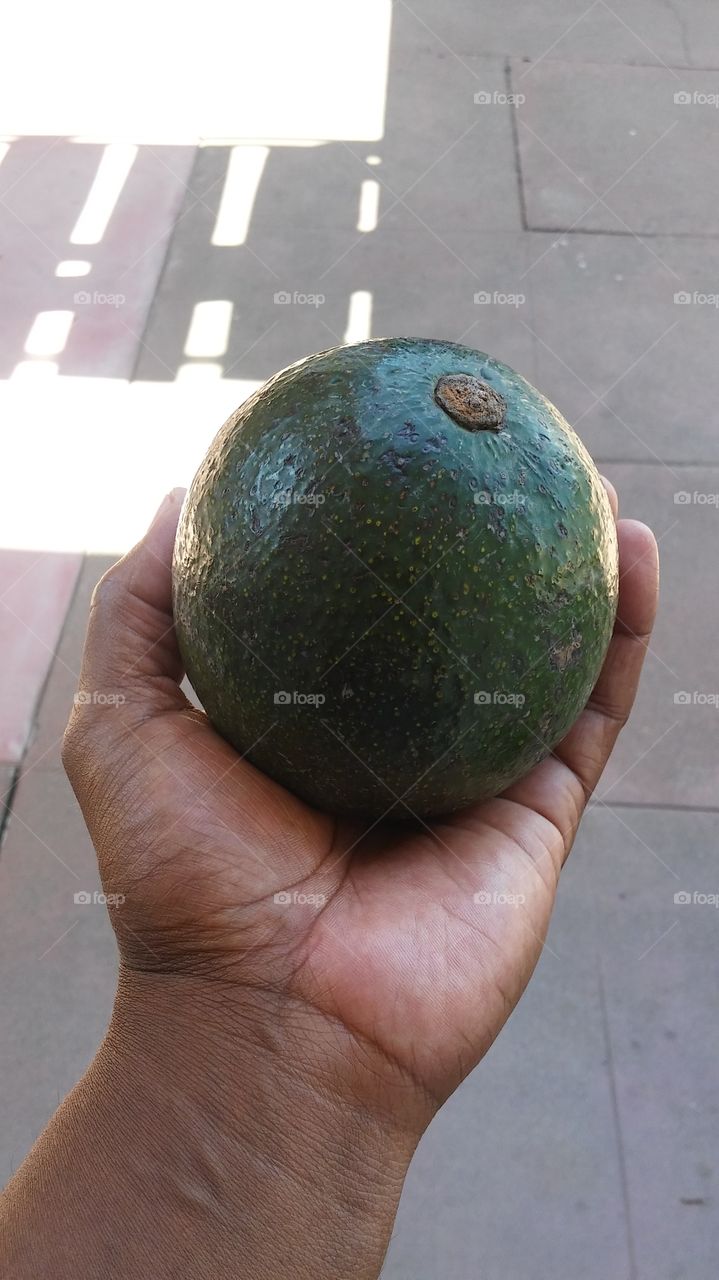 giant avocado in hand