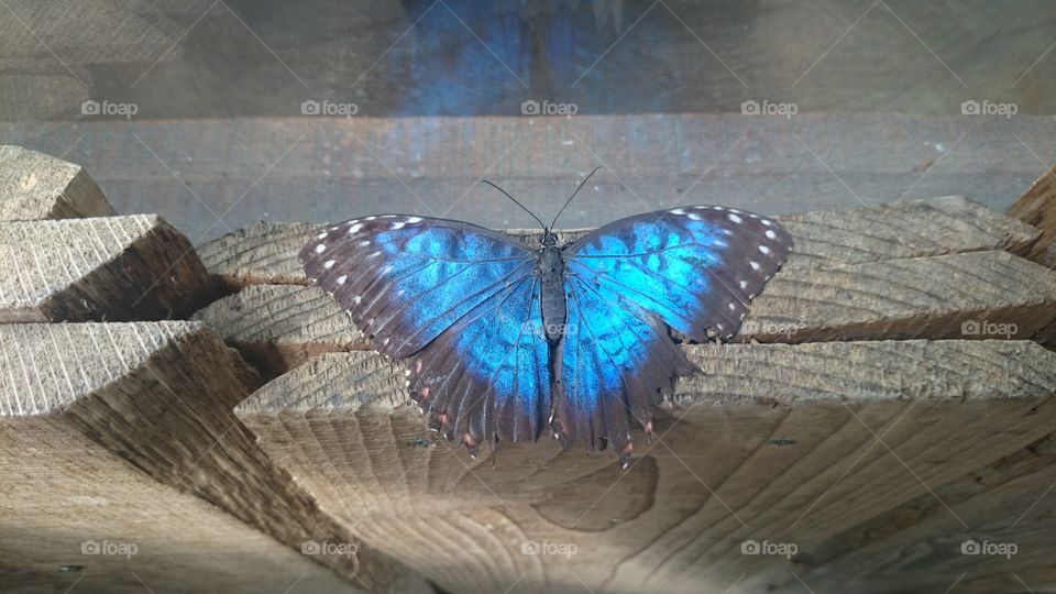 Blue butterfly . Beautiful blue butterfly 