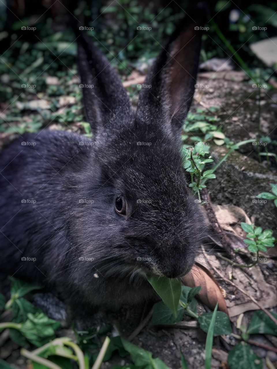 Black rabbit