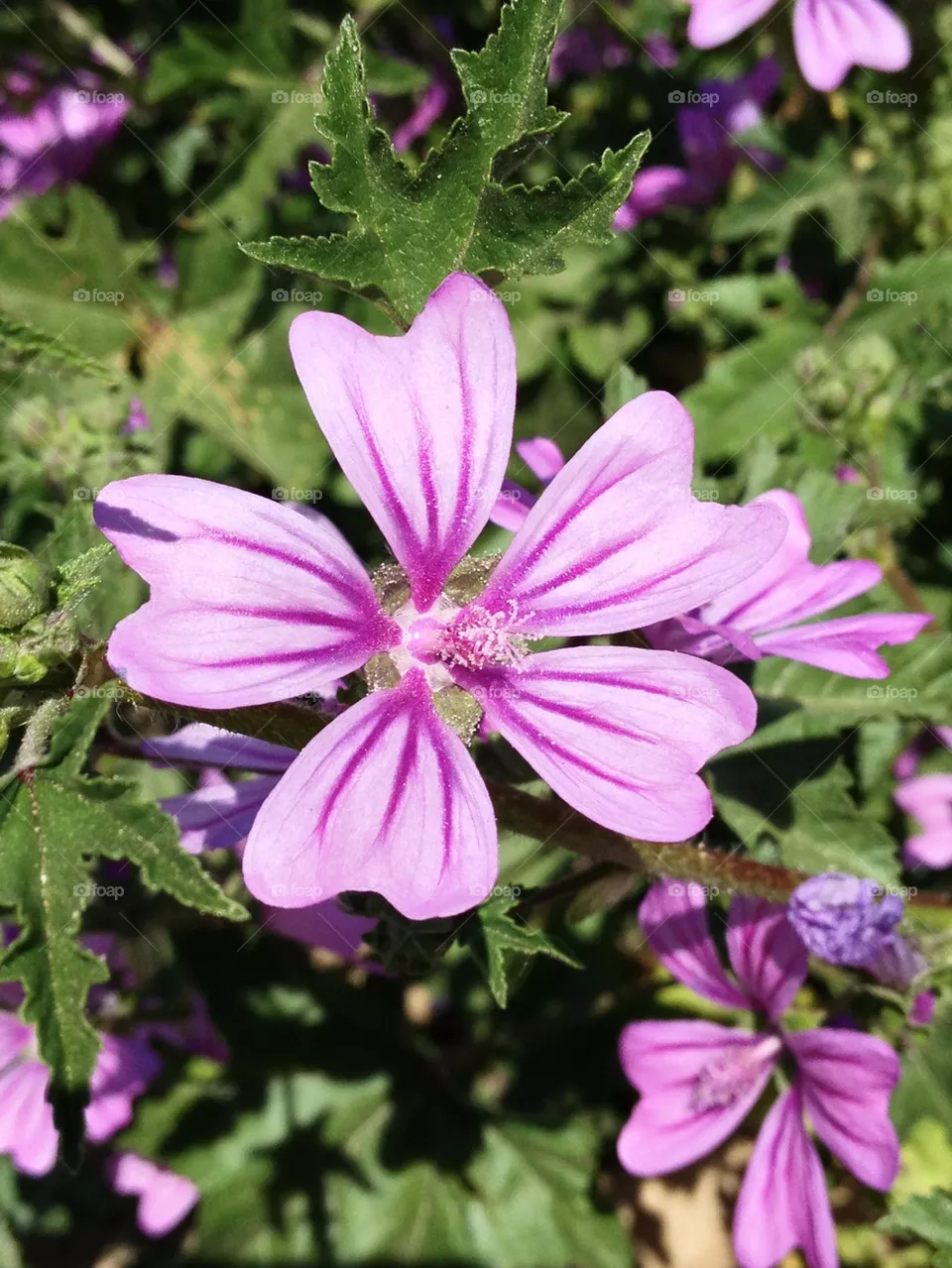 Flower