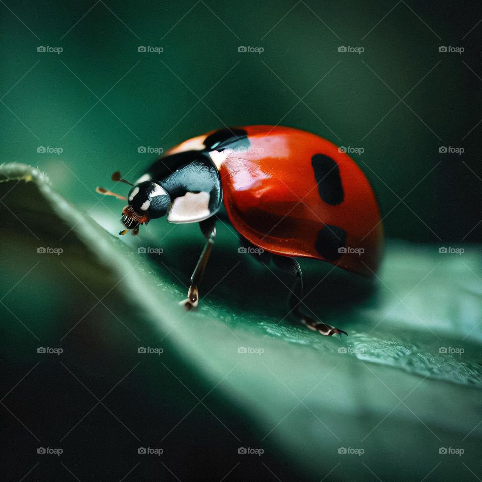Ladybug on the edge of a green leaf