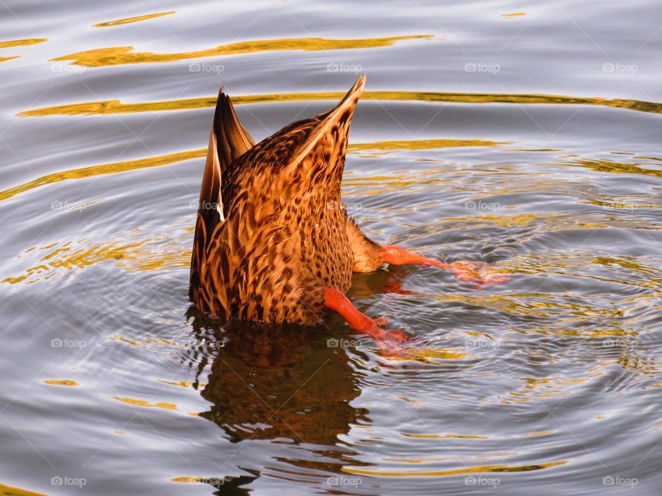 Mottled duck upside down in water