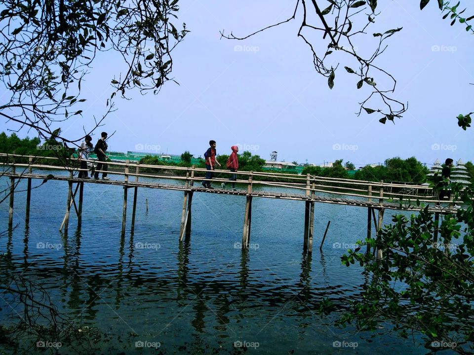 Wisata Alam - Hutan Mangrove - Yogyakarta