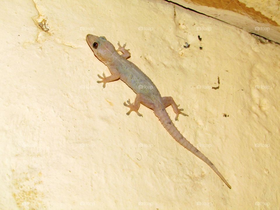 a gecko after a cockroach