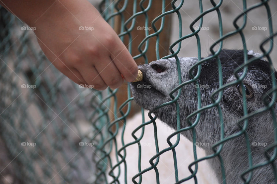 people nature outdoors animal by refocusphoto