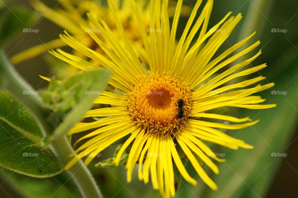 Beautiful yellow flowers