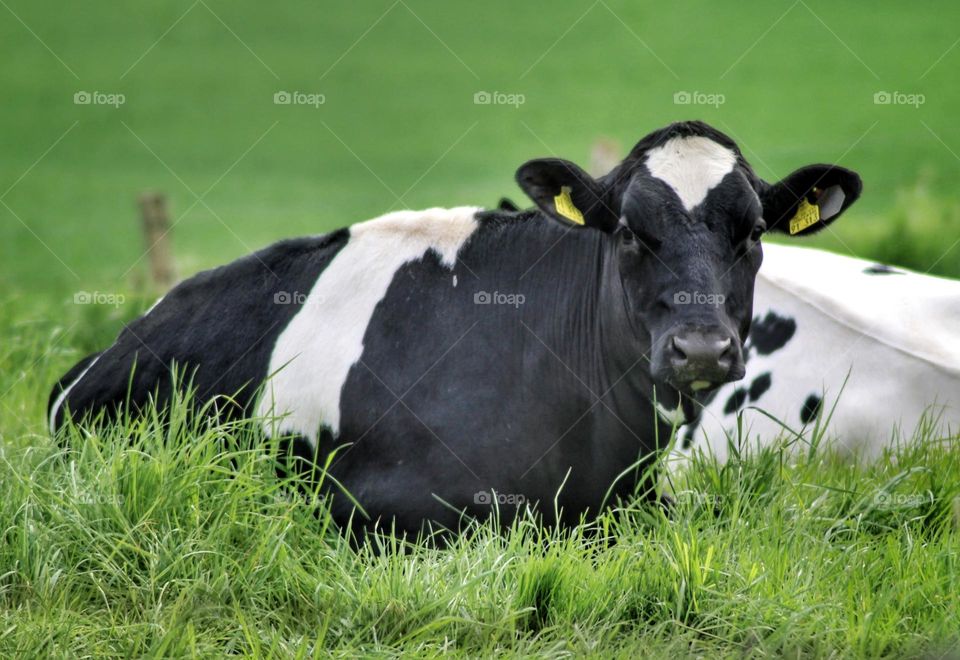 Cow is model
