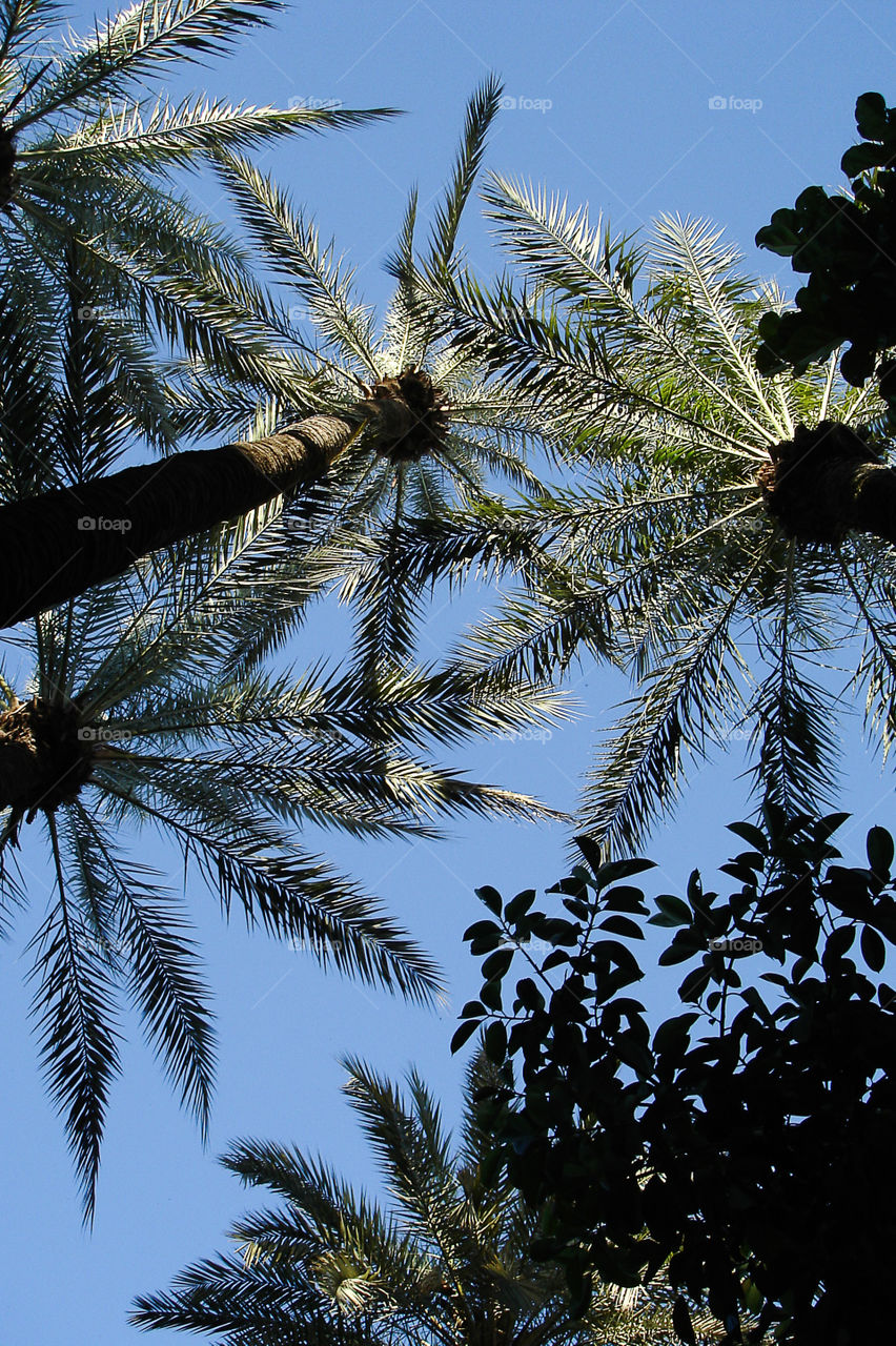 Palmtrees from below