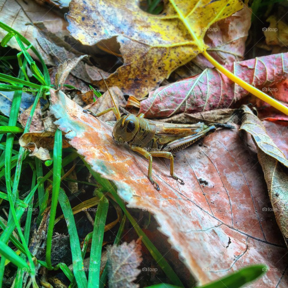 Grasshopper hanging on a leaf