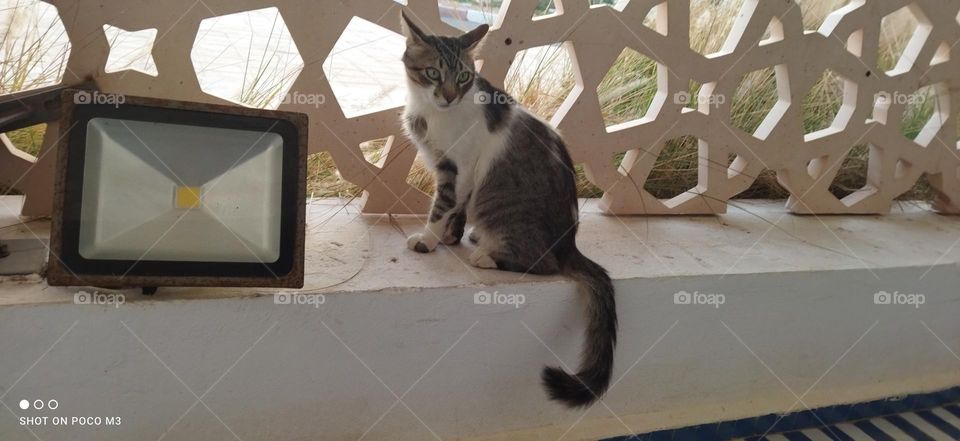 beautiful cat looking at camera.