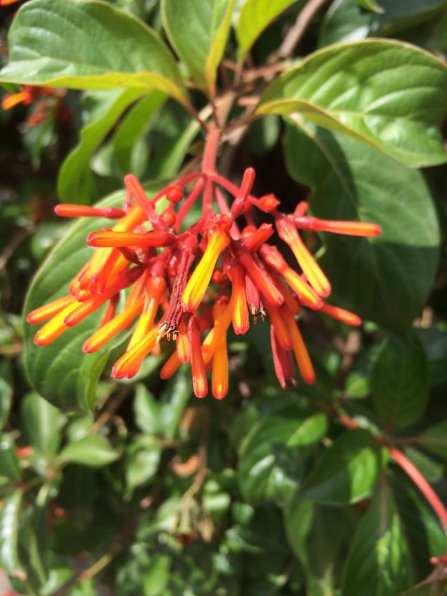 Multicolored Bloom 