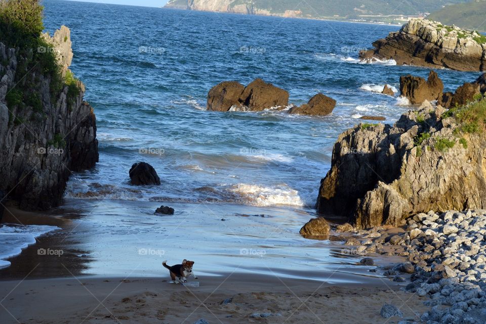 Un perro divirtiéndose al costado Del Mar