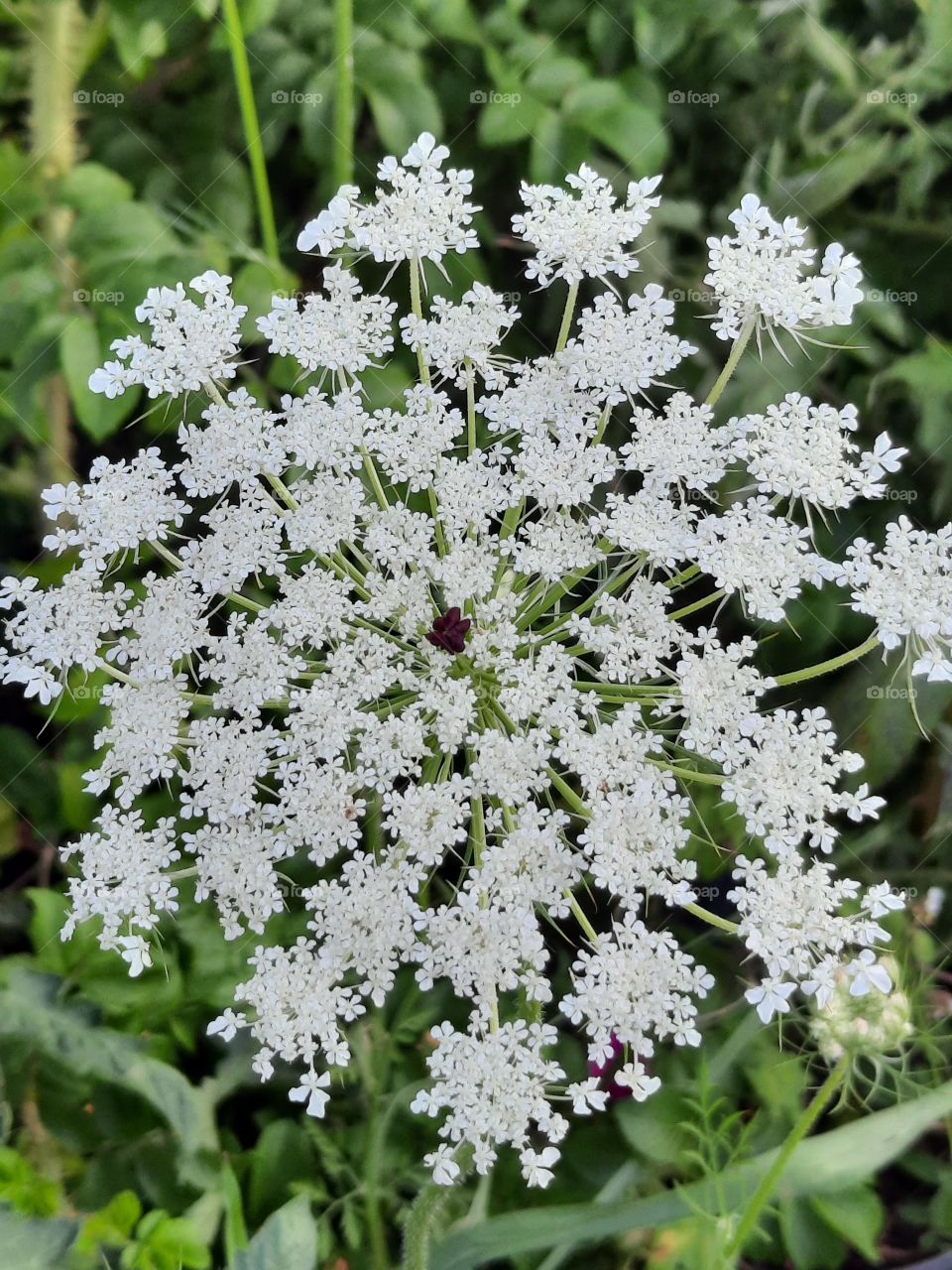 white lace of meadow flower