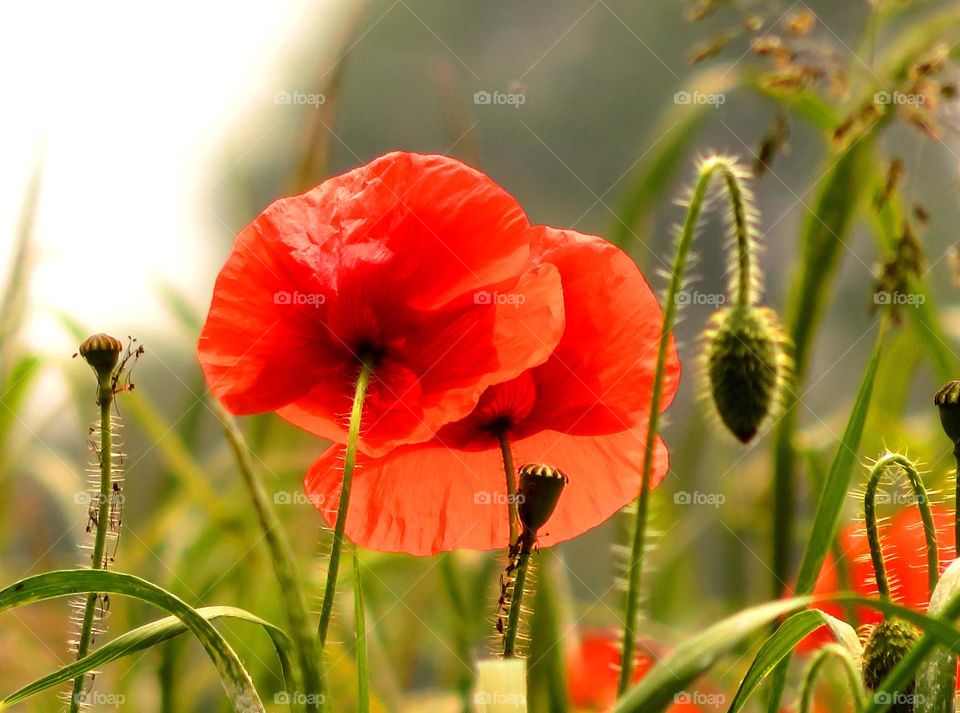 Poppies at day