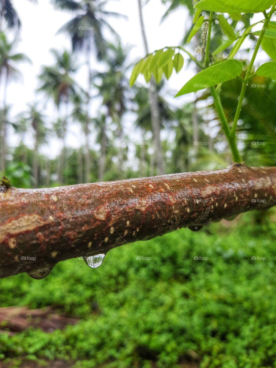 Raindrops on a tree branch on a rainy day