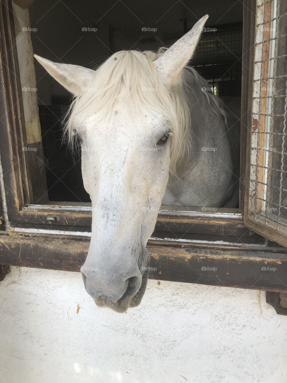 Horse in a window