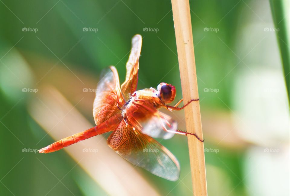 Red dragonfly