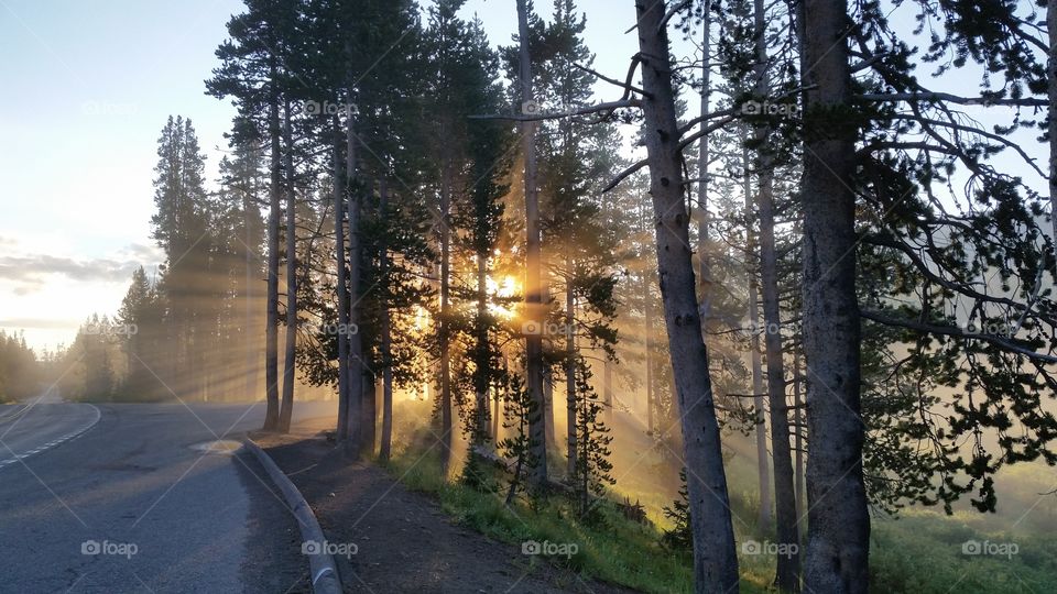Yellowstone dawn dew