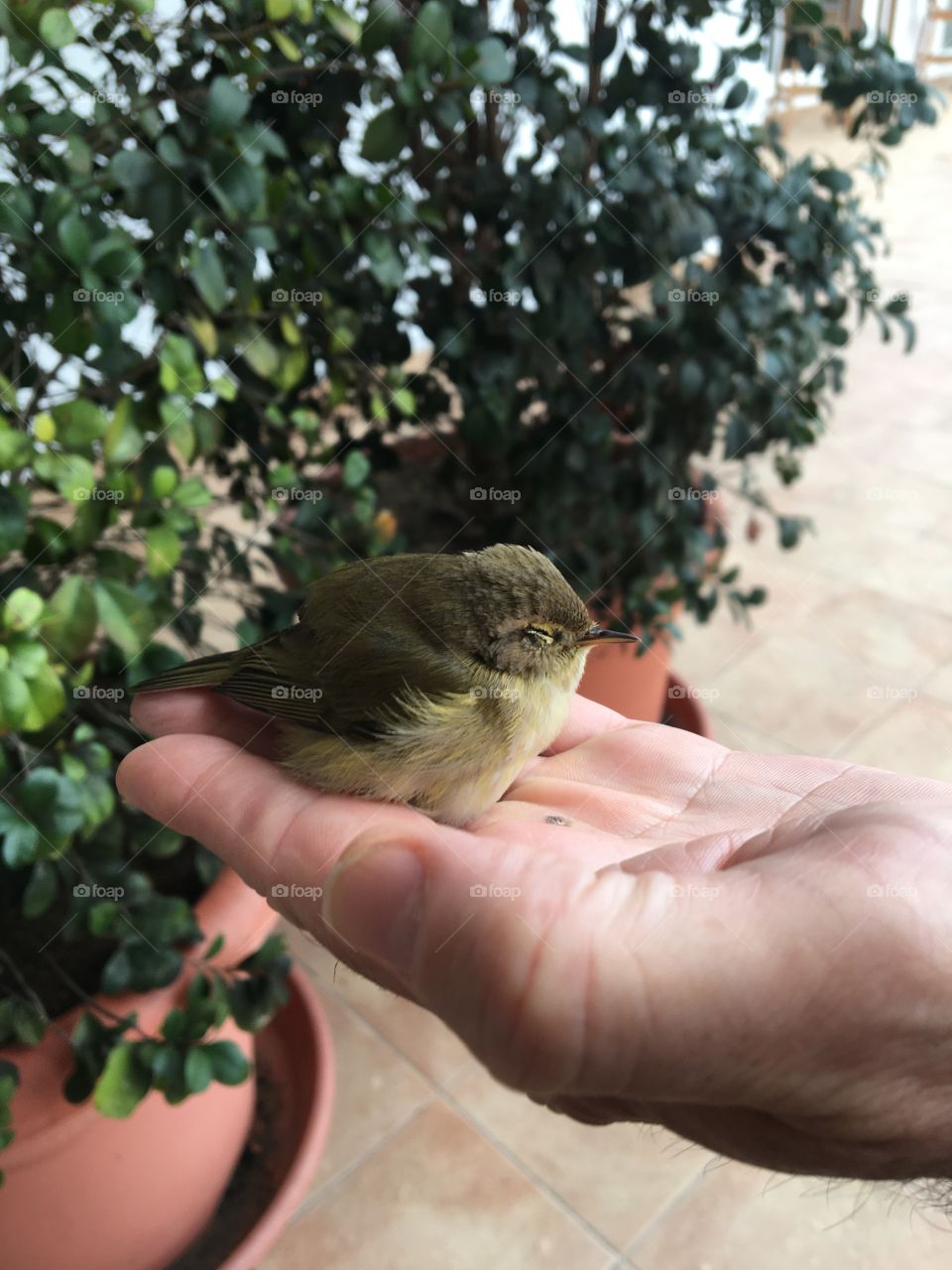 Little bird in hand