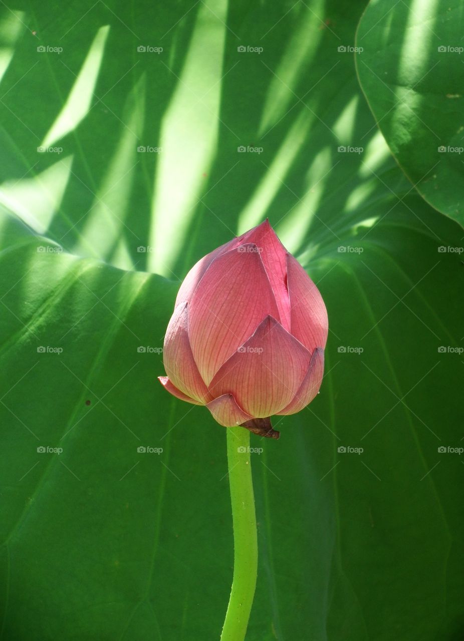 Spring lotus bloom