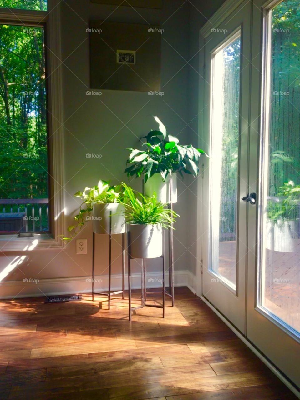 Houseplant in the corner