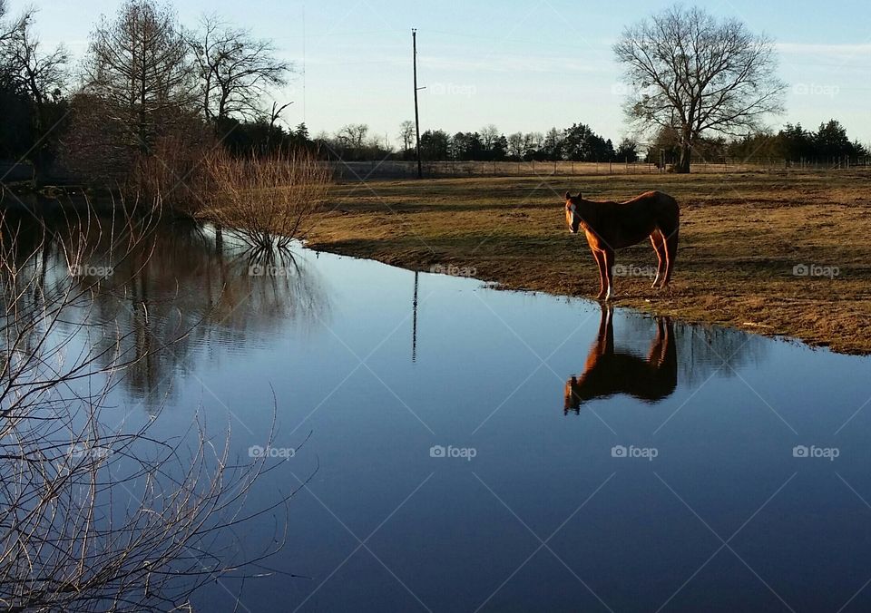 Sorrel Horse Standing By a Pond Looking Up with His Reflection