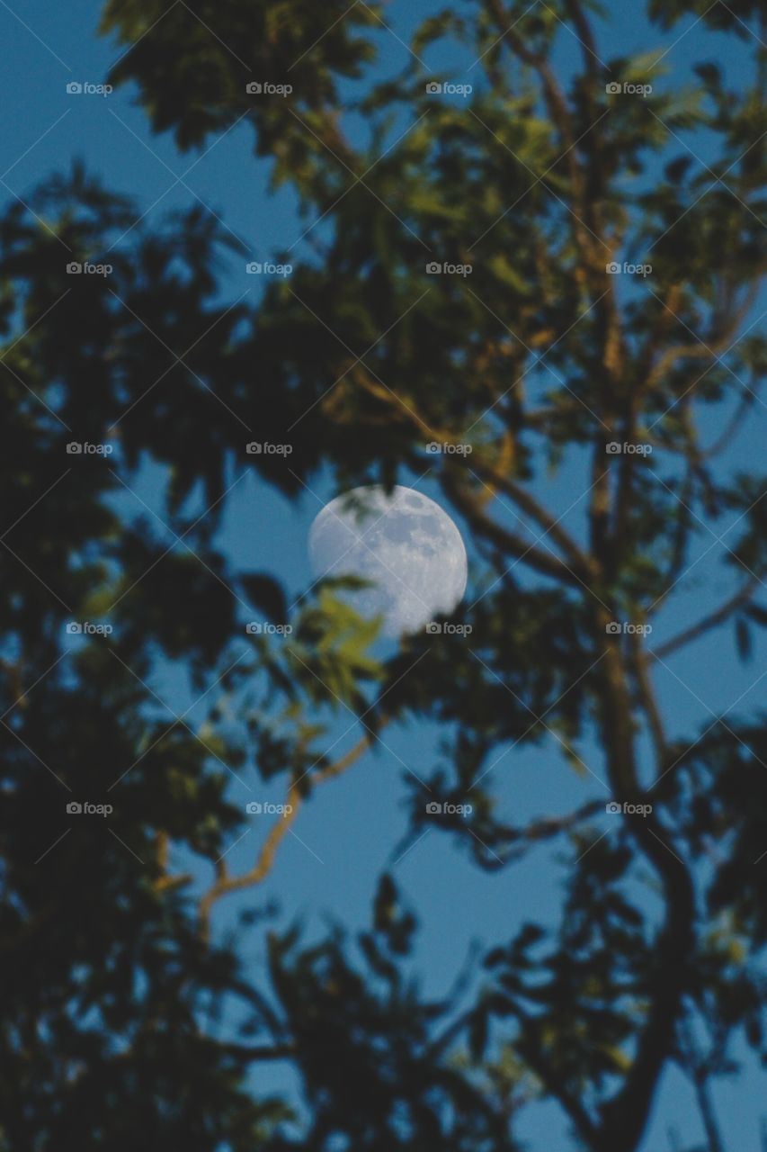 The bright moon glows amongst leaves