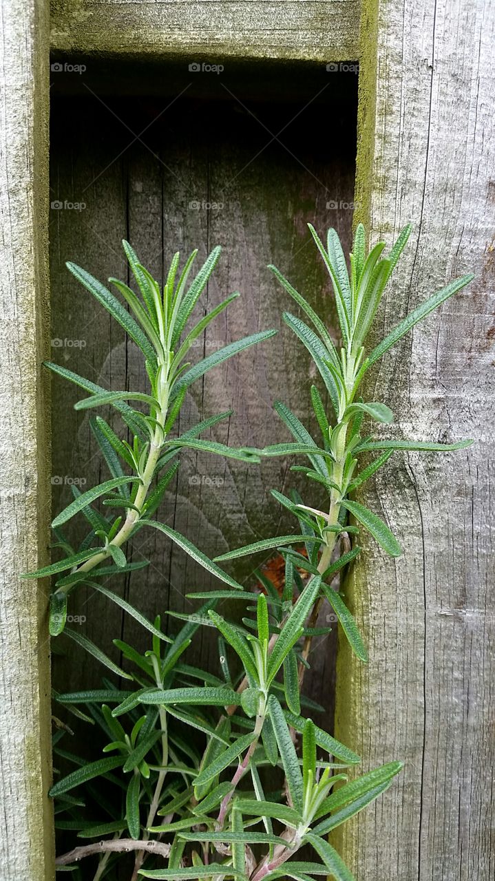 Close-up of plant