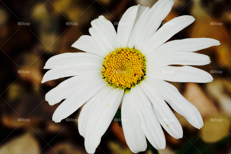 Crazy Plant People!, Daisy Flowers, Portrait Of Flowers, Beauty Outside