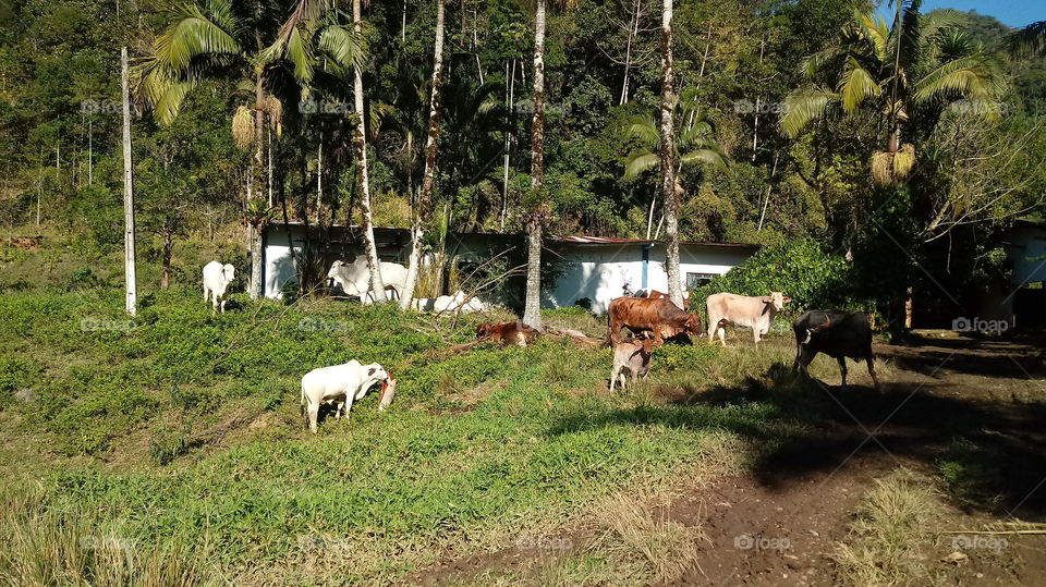 Oi, vaccæ per vitulos iumenta et pecora greges pascuæ meæ, ET QUOD NATURA, environment.