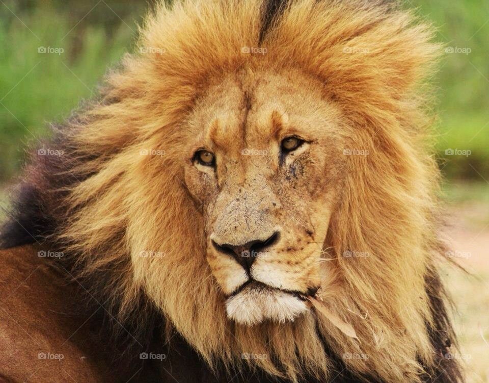 lion