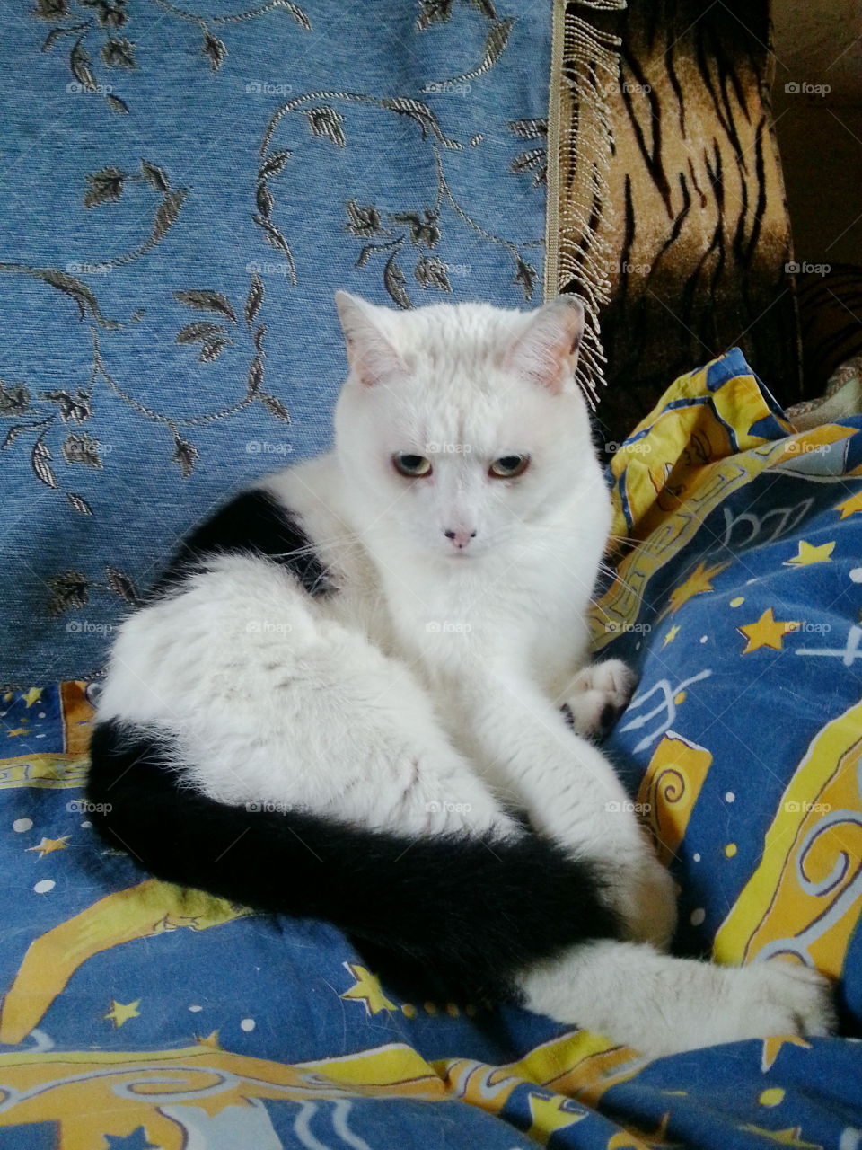 A black and white cat on a blanket