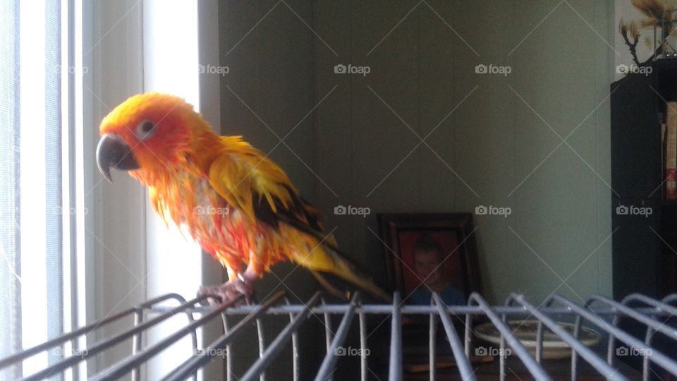 bird bath 