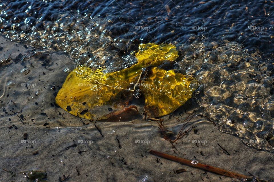 Leaf in water