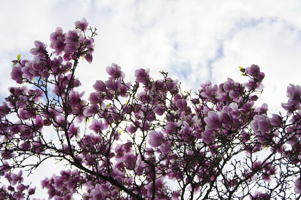 magnolia tree in blossom