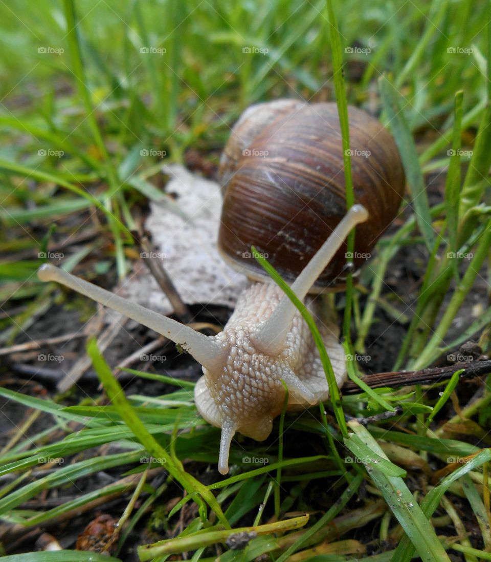 snail in the green grass spring time