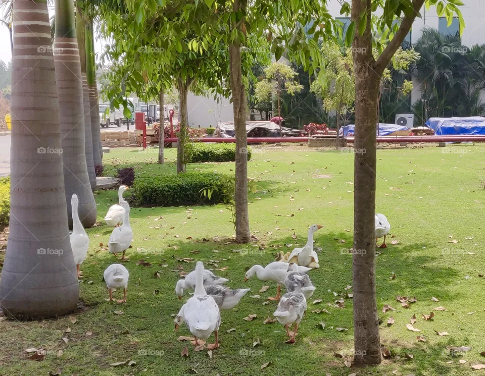 Ducks playing 