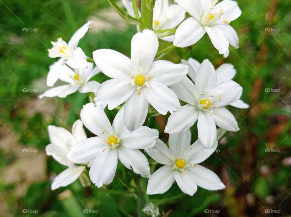 White flowers. Summer.