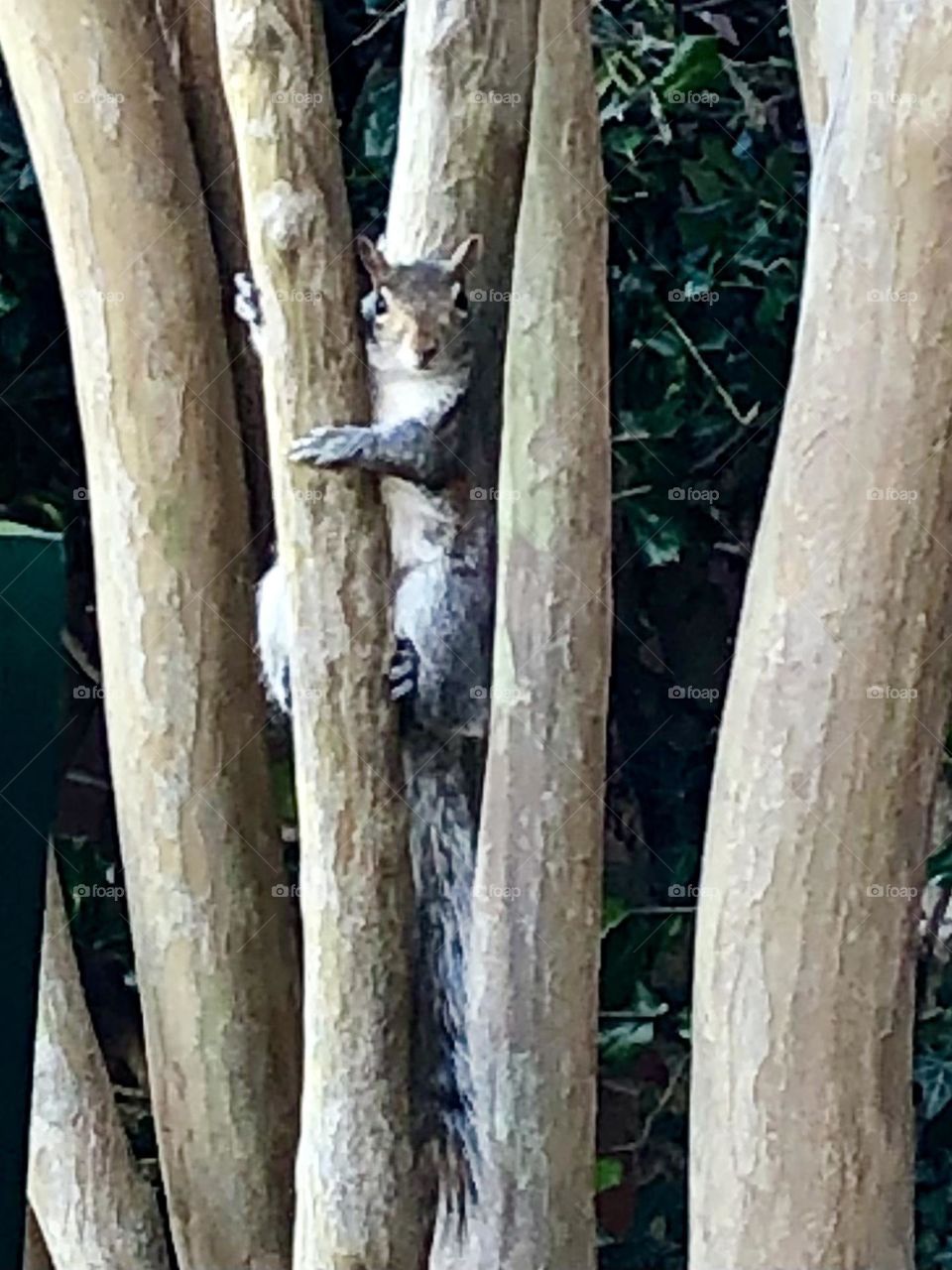 Cheeky Squirrel peeking  