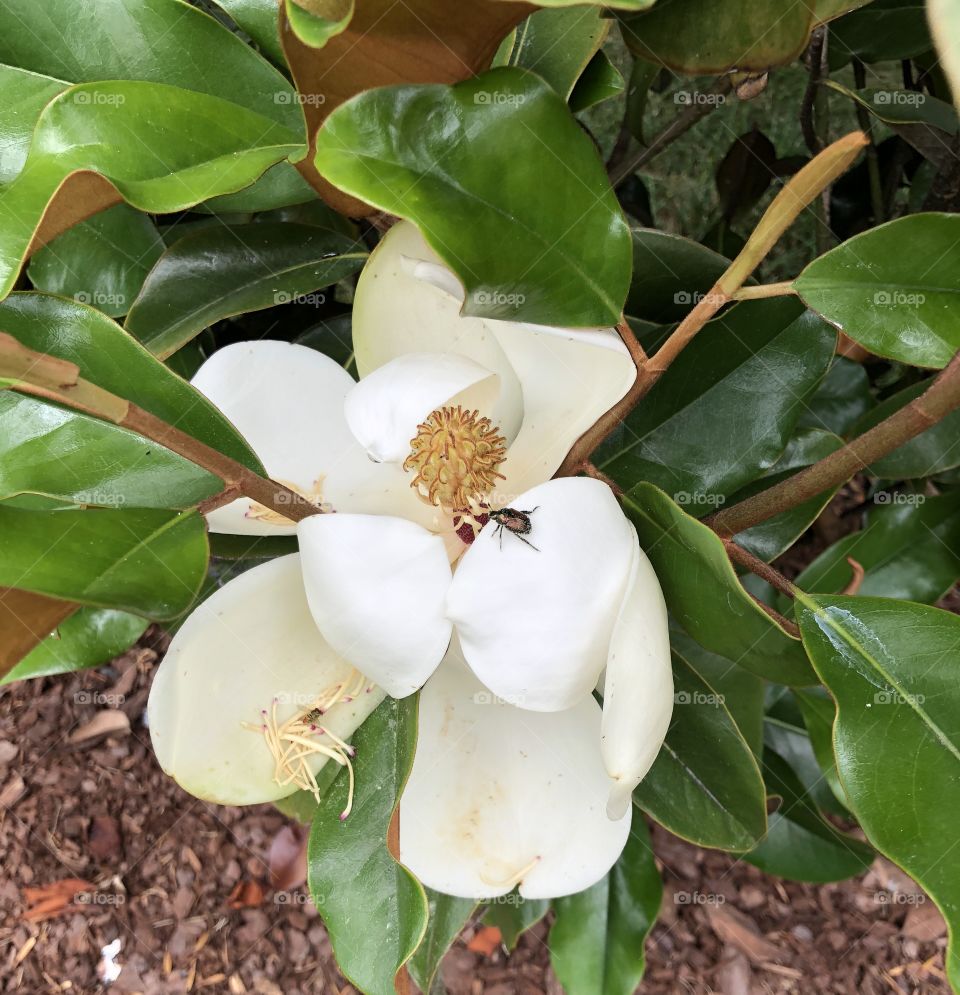 Magnolia tree