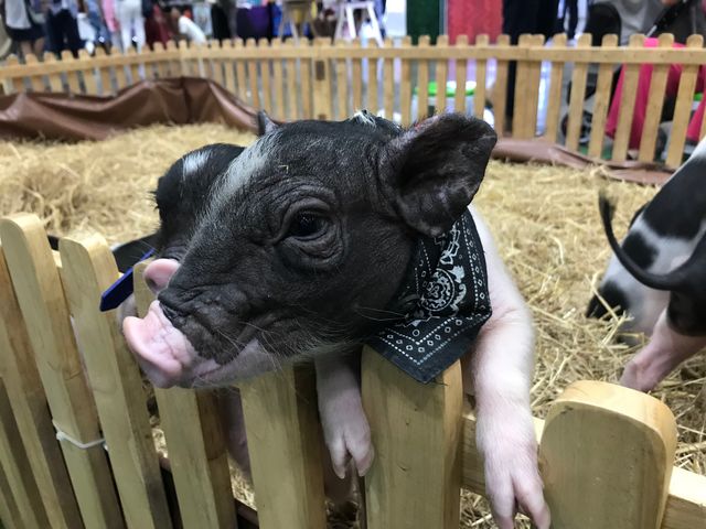 A small pigs