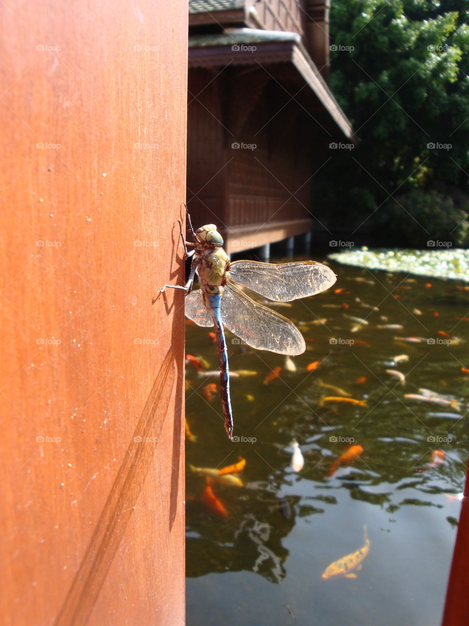 Dragonfly