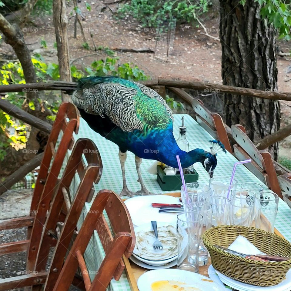 peacock breakfast in Rhodes