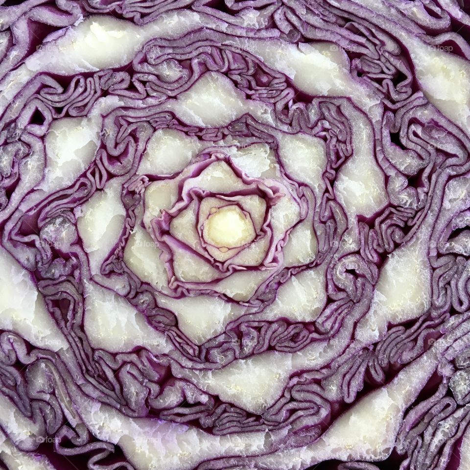 Red cabbage 