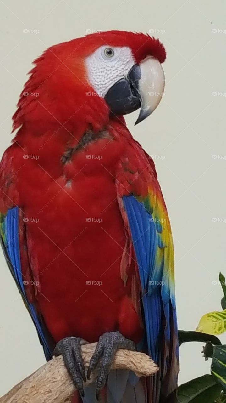 parrot