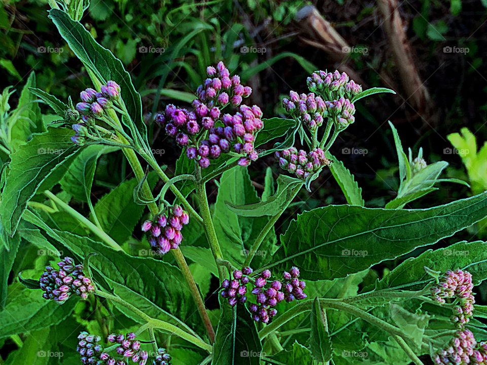 We love our plants , beautiful purple Swamp Milkweed.