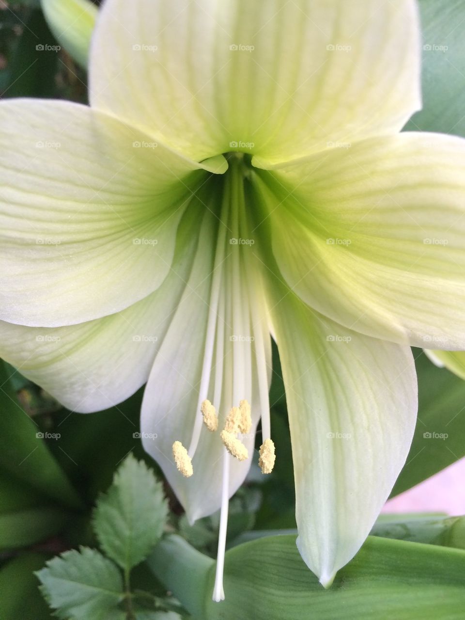 Extreme close-up of white lily